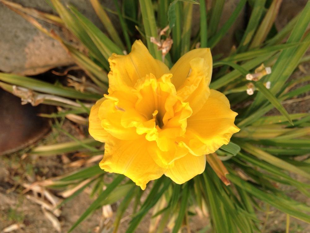 Photo of Daylilies (Hemerocallis) uploaded by GDJCB