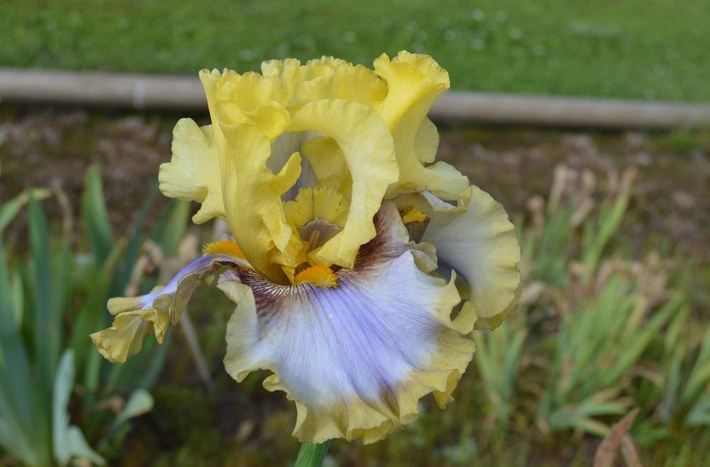 Photo of Tall Bearded Iris (Iris 'Free To Dream') uploaded by KentPfeiffer
