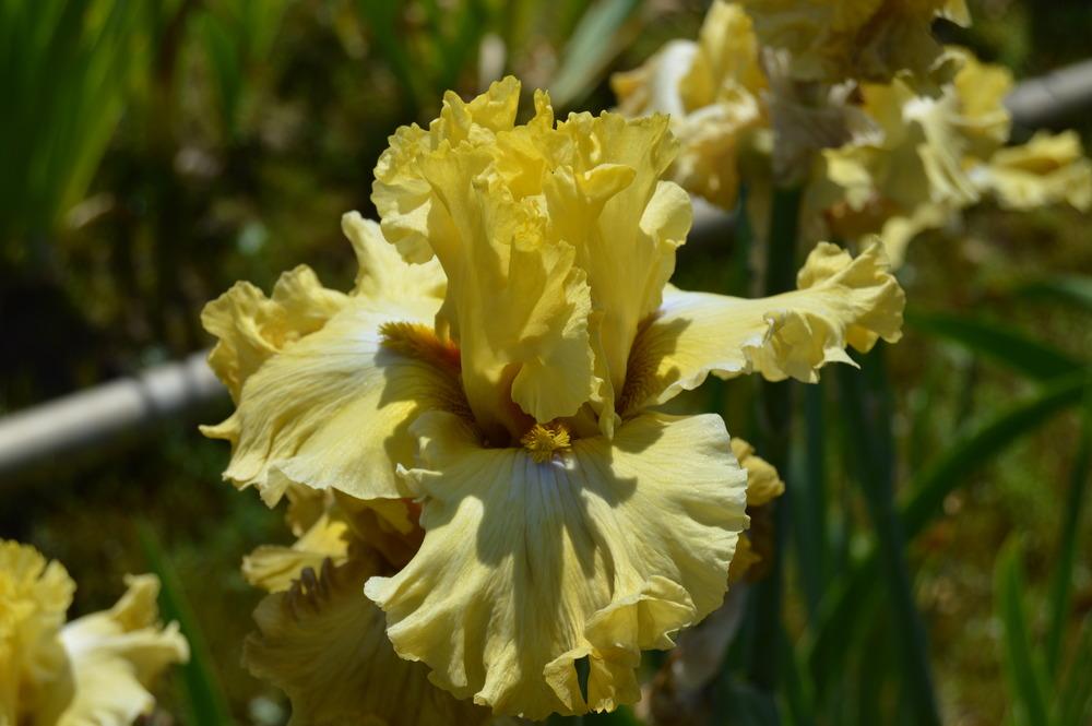 Photo of Tall Bearded Iris (Iris 'Frilled to Bits') uploaded by KentPfeiffer