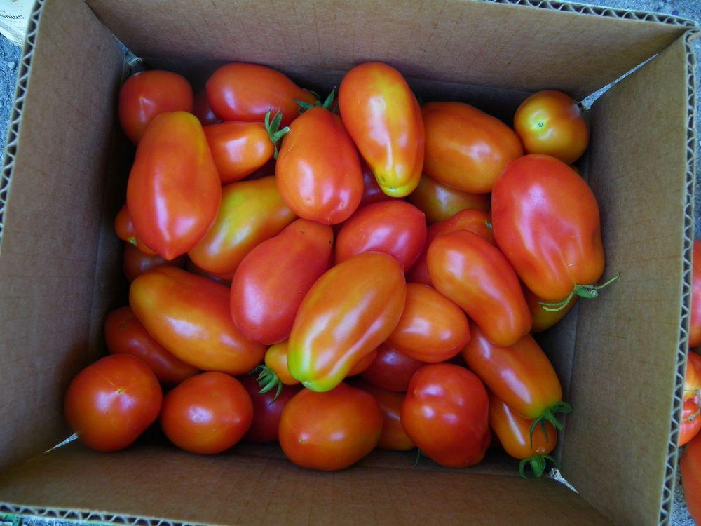 Photo of Tomato (Solanum lycopersicum 'San Marzano') uploaded by Newyorkrita