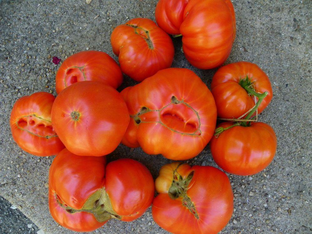 Photo of Tomato (Solanum lycopersicum 'Beefsteak') uploaded by Newyorkrita