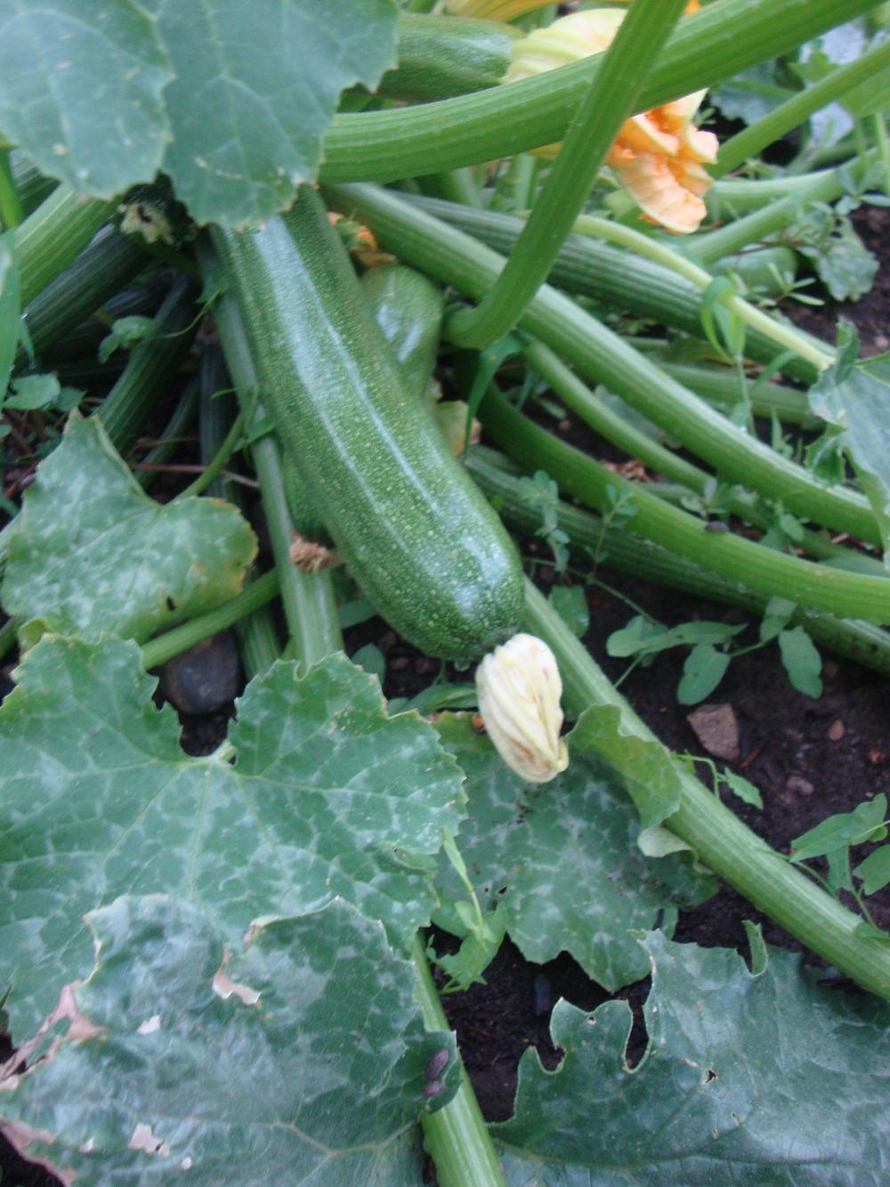 Photo of Zucchini (Cucurbita pepo 'Dark Green Zucchini') uploaded by Paul2032
