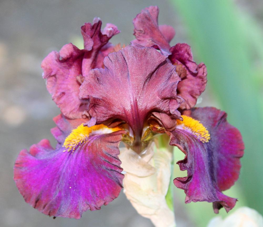 Photo of Tall Bearded Iris (Iris 'Hot Mess') uploaded by Snork