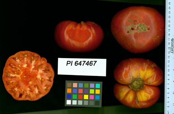 Photo of Tomato (Solanum lycopersicum 'Mortgage Lifter') uploaded by admin