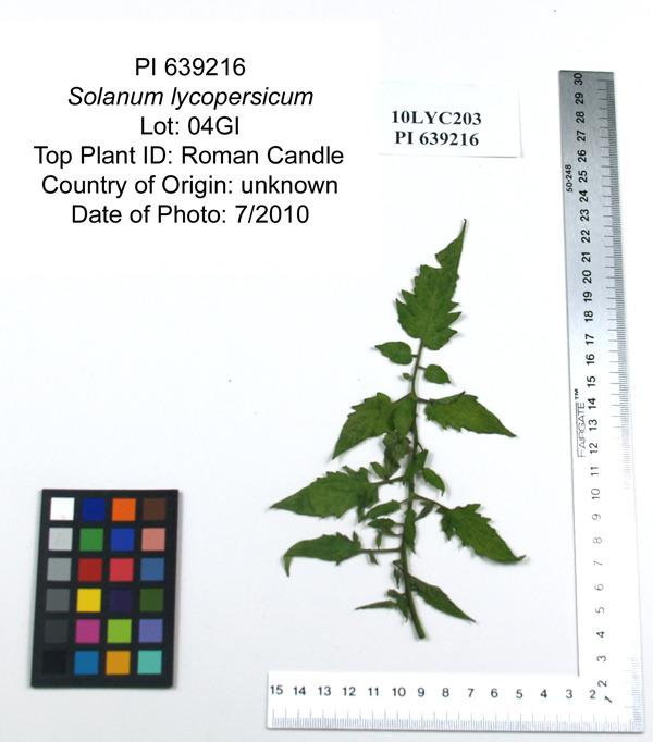 Photo of Tomato (Solanum lycopersicum 'Roman Candle') uploaded by admin