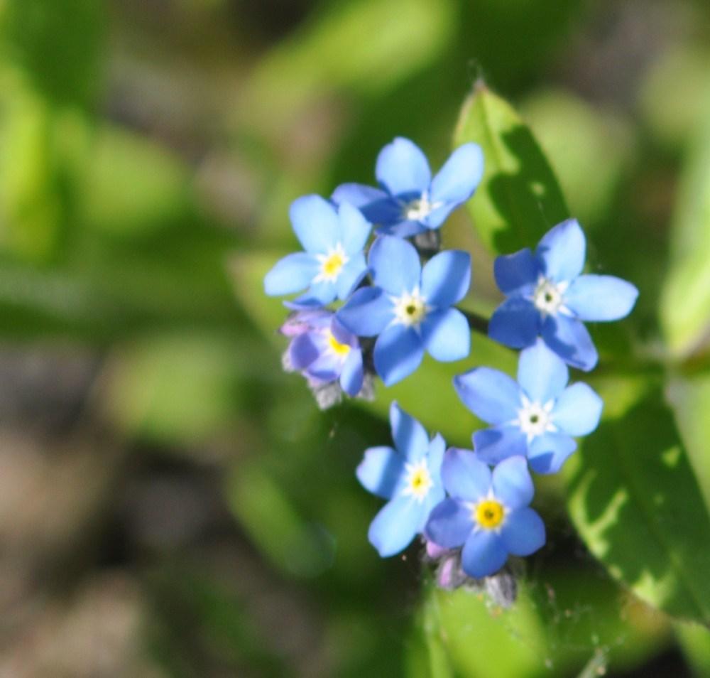 Photo of Water Forget-Me-Not (Myosotis scorpioides) uploaded by darwellwoods