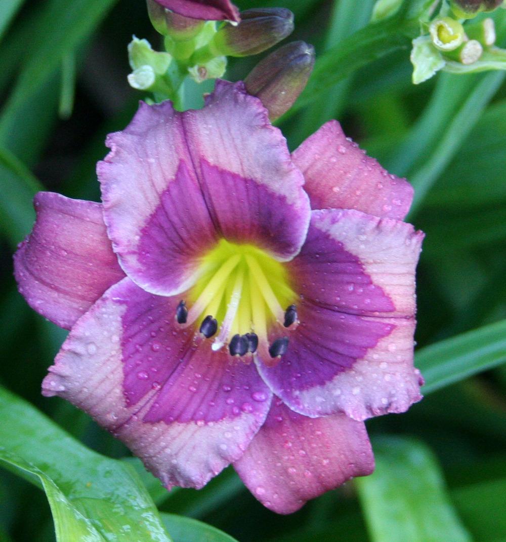 Photo of Daylily (Hemerocallis 'Purple Phantom') uploaded by floota