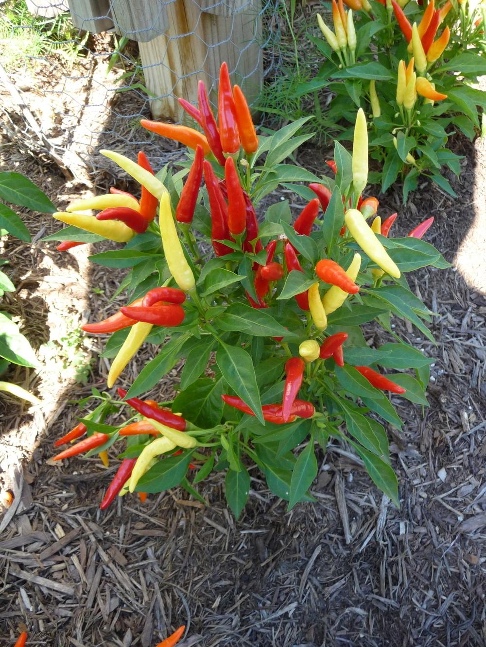 Photo of Ornamental Pepper (Capsicum annuum 'Chilly Chili') uploaded by gardengus