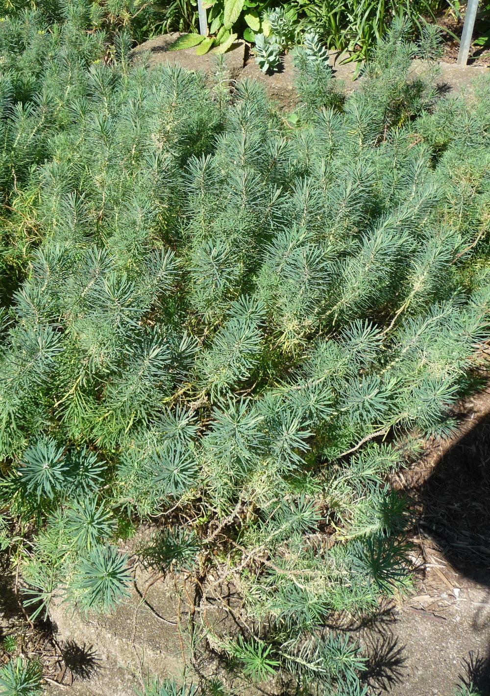 Photo of Cypress Spurge (Euphorbia cyparissias 'Fen's Ruby') uploaded by gardengus