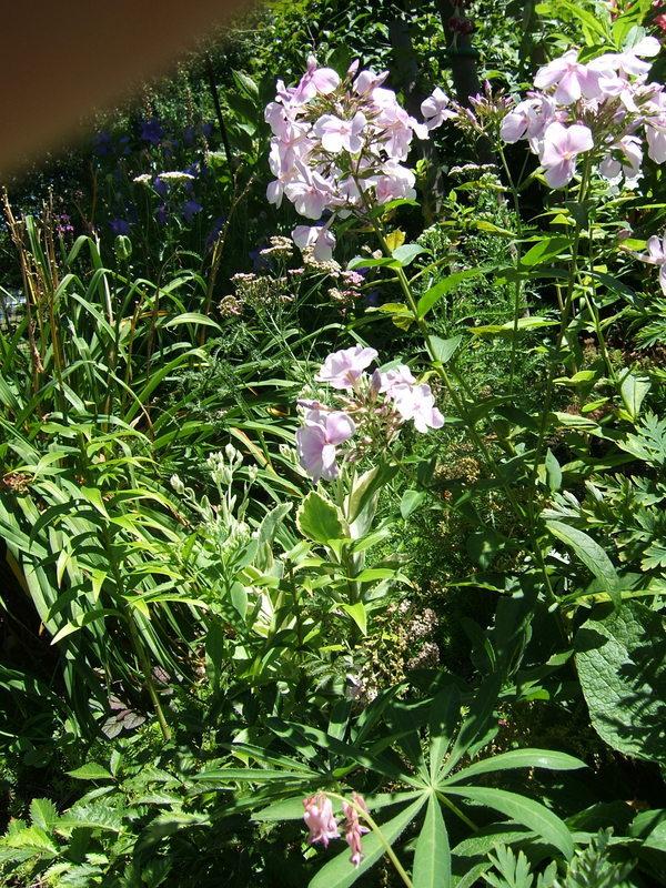 Photo of Garden Phlox (Phlox paniculata 'Franz Schubert') uploaded by pirl