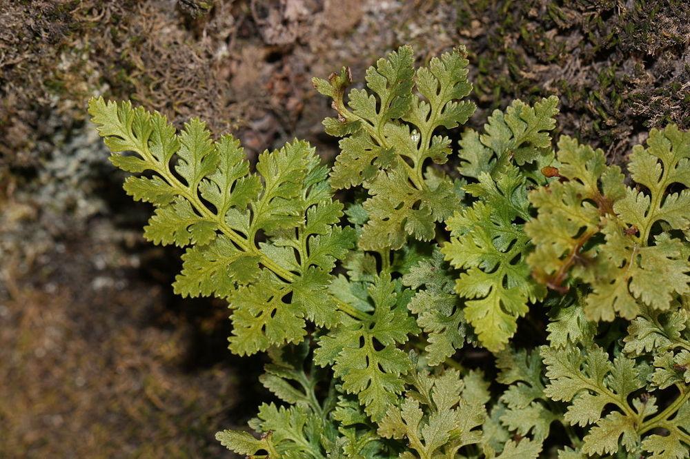 Photo of American Parsley Fern (Cryptogramma acrostichoides) uploaded by robertduval14