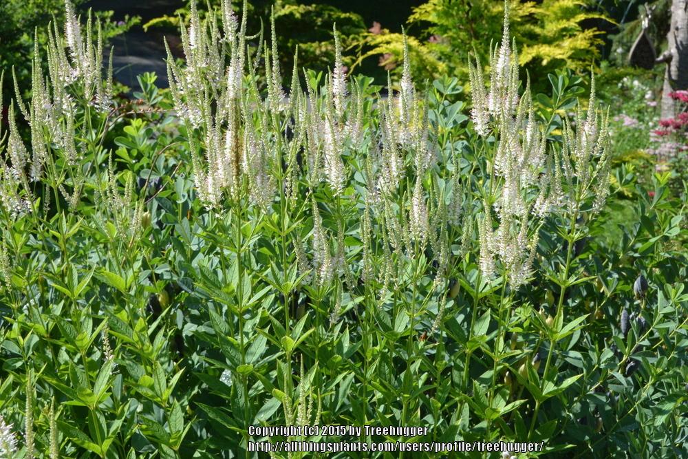 Photo of Culver's Root (Veronicastrum virginicum) uploaded by treehugger