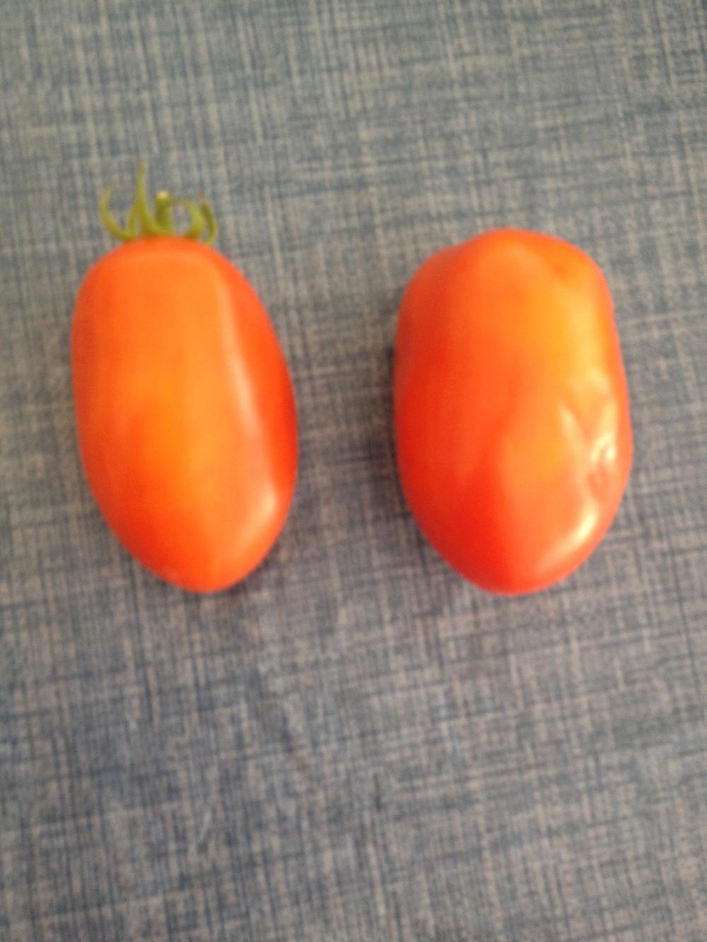 Photo of Tomato (Solanum lycopersicum 'La Roma II Red') uploaded by Anderwood