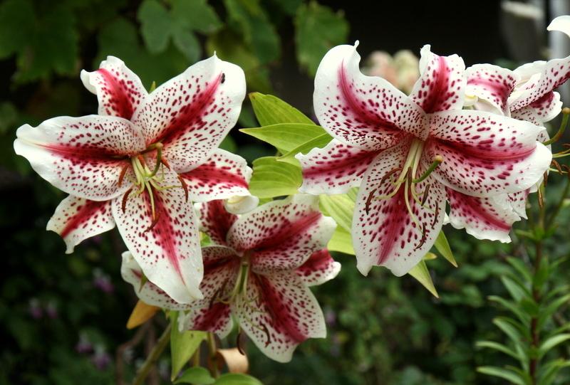 Photo of Lily (Lilium 'Tigerwoods') uploaded by Calif_Sue