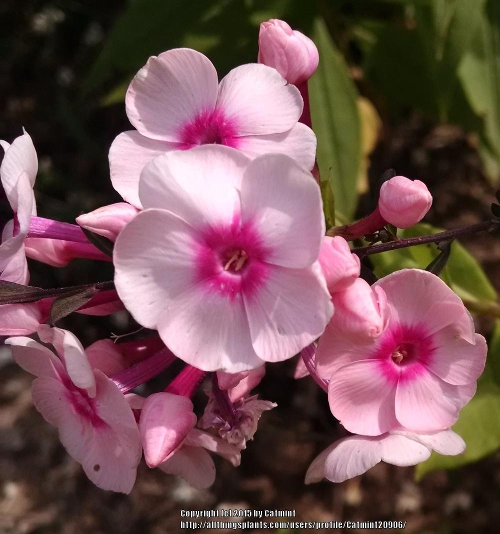 Photo of Garden Phlox (Phlox paniculata Flame™ Pink) uploaded by Catmint20906
