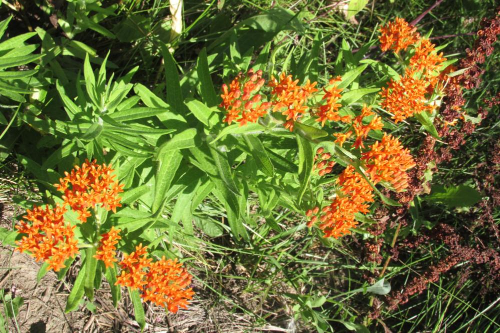 Photo of Butterfly Milkweed (Asclepias tuberosa) uploaded by Dennis616