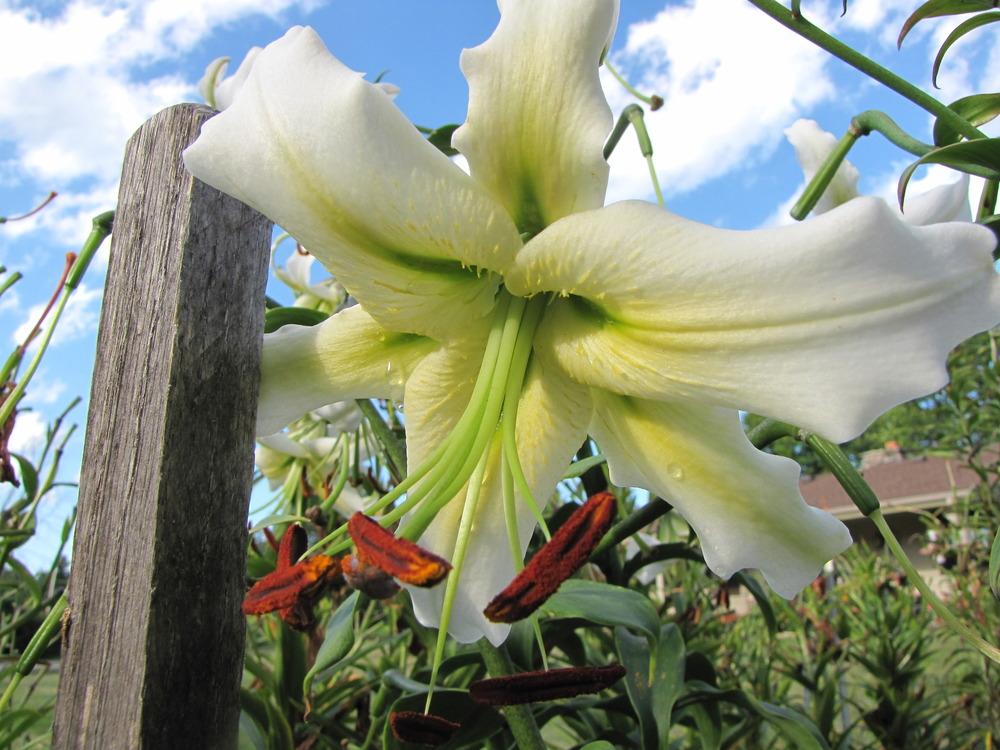Photo of Lily (Lilium 'Carte Blanche') uploaded by Roosterlorn