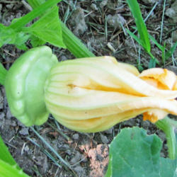 Location: My Gardens
Date: August 2, 2015
Flower Bud In Tact With Developing Squash At Base