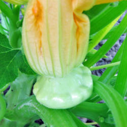 Location: My Gardens
Date: August 2, 2015
Bloom Showing Developing Squash At Its Base