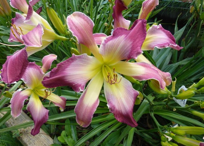 Photo of Daylily (Hemerocallis 'Confessions of a Hemaholic') uploaded by Tree_climber
