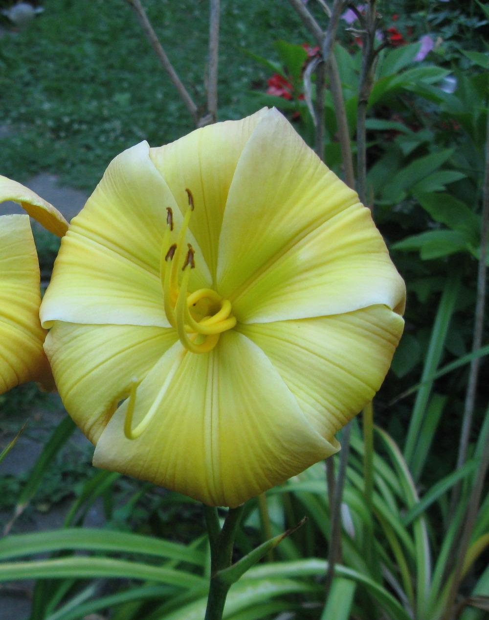 Photo of Daylily (Hemerocallis 'Substantial Evidence') uploaded by alwaysbehindMN