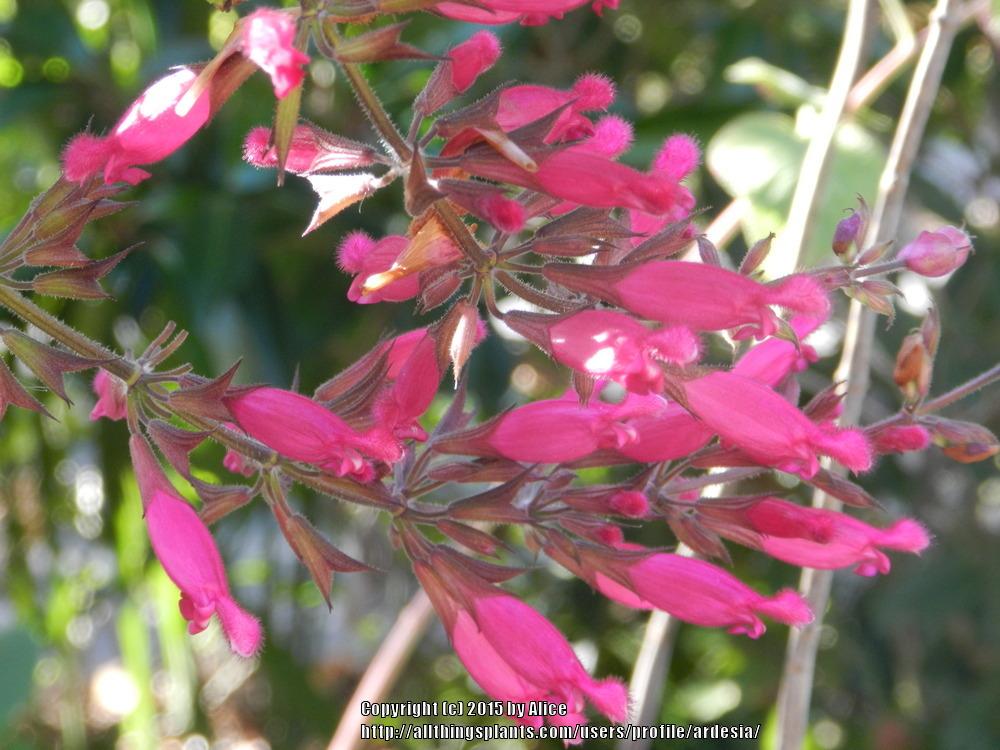 Photo of Rose Leaf Sage (Salvia involucrata) uploaded by ardesia