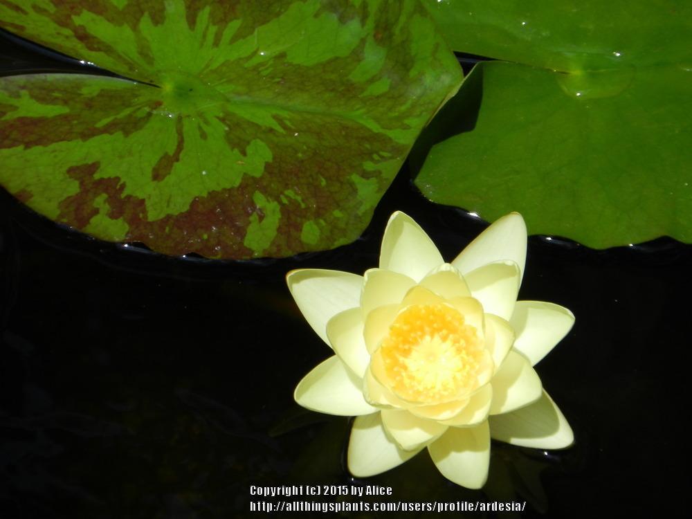Photo of Hardy Water Lily (Nymphaea 'Marliacea Chromatella') uploaded by ardesia