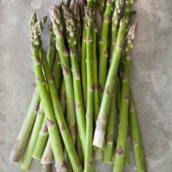 Asparagus, the Perennial Vegetable That Keeps Giving