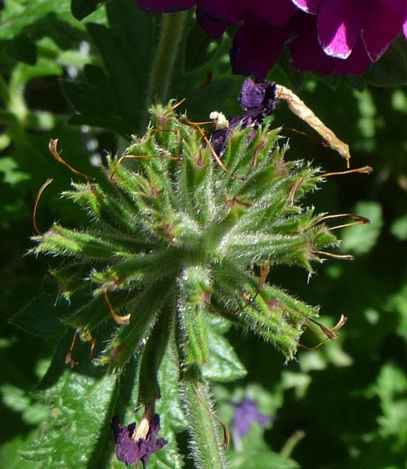 Photo of Verbena (Verbena x hybrida Superbena® Burgundy) uploaded by gardengus