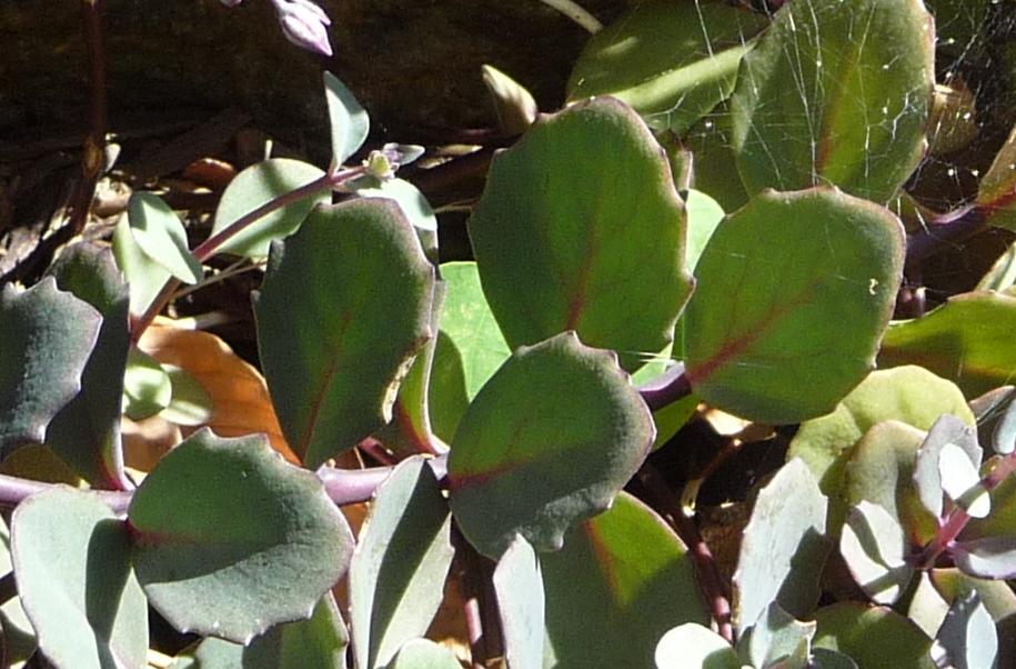 Photo of Sedum (Hylotelephium telephium subsp. telephium 'Arthur Branch') uploaded by gardengus