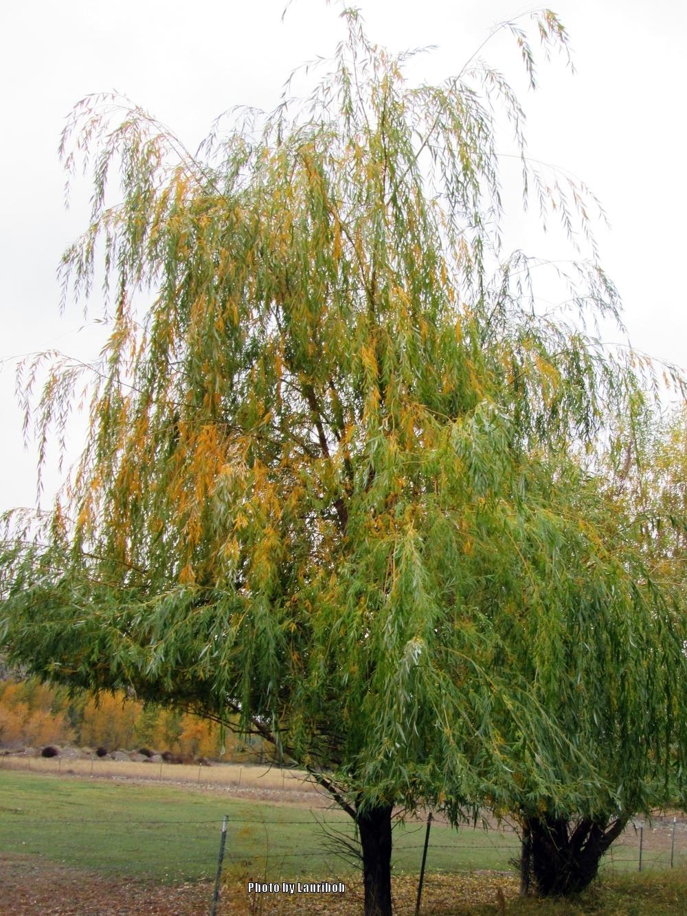 Photo of Golden Weeping Willow (Salix x sepulcralis) uploaded by lauribob