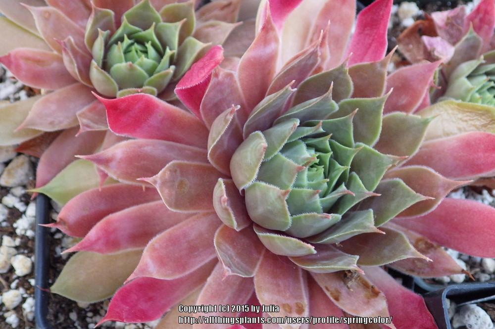 Photo of Hen and Chicks (Sempervivum 'Loes') uploaded by springcolor