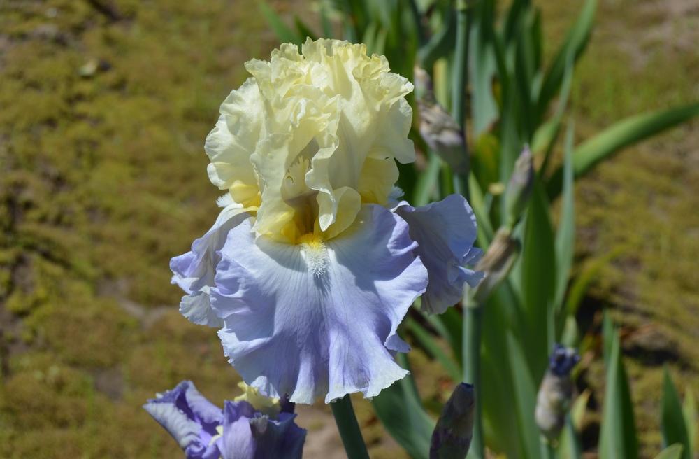 Photo of Tall Bearded Iris (Iris 'Gentle Reminder') uploaded by KentPfeiffer