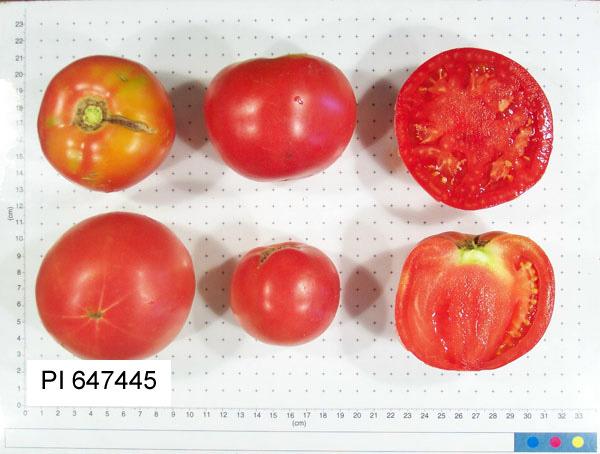 Photo of Tomato (Solanum lycopersicum 'Zhongza No. 4') uploaded by MikeD