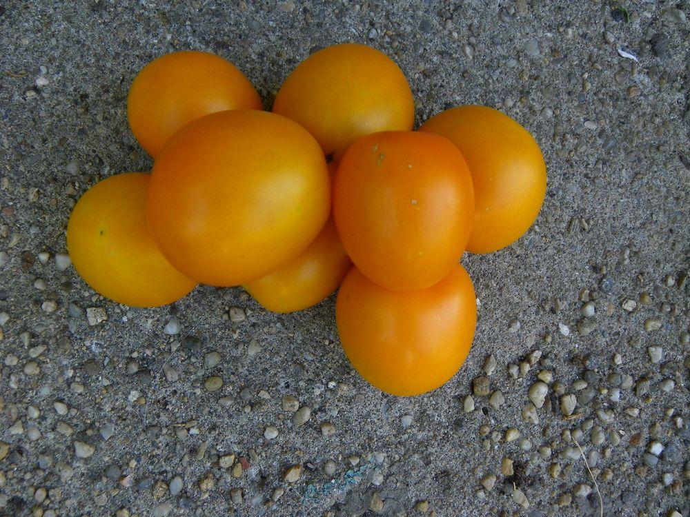 Photo of Tomato (Solanum lycopersicum 'Jaune Flammee') uploaded by Newyorkrita