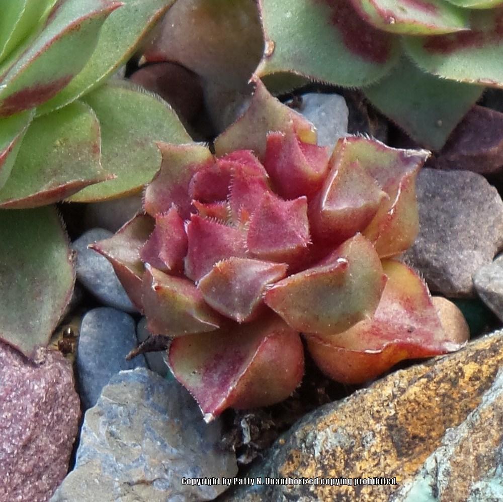 Photo of Hen and Chicks (Sempervivum 'Fame Monstrose') uploaded by Patty