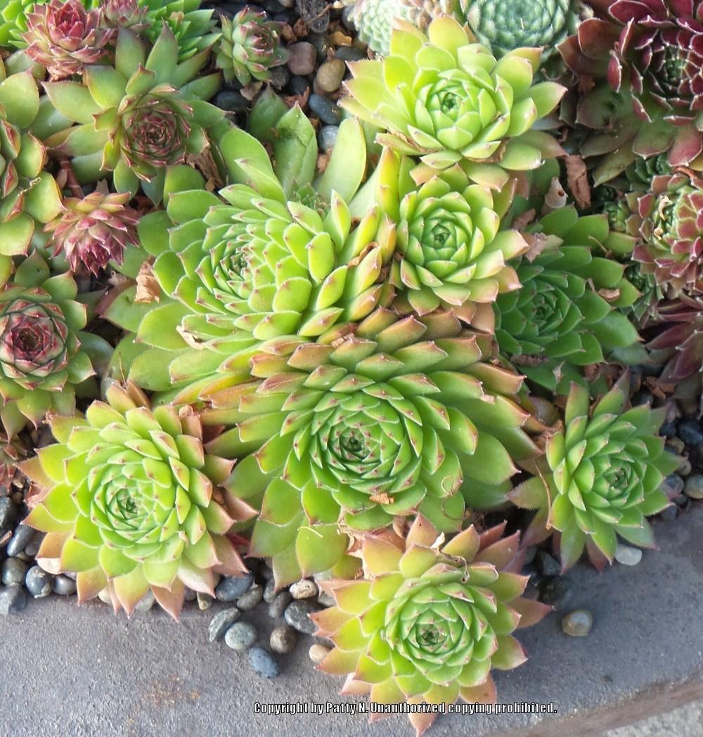 Photo of Hen and Chicks (Sempervivum 'Lime Frost') uploaded by Patty