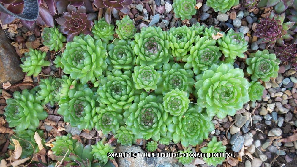 Photo of Hen and Chicks (Sempervivum 'Plastic') uploaded by Patty