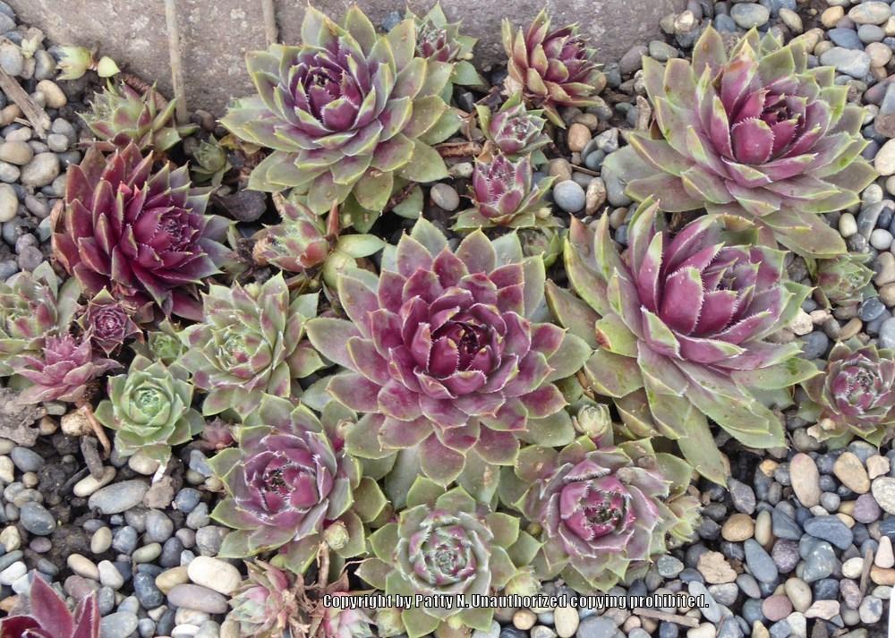 Photo of Hen and Chicks (Sempervivum 'Lavender and Old Lace') uploaded by Patty