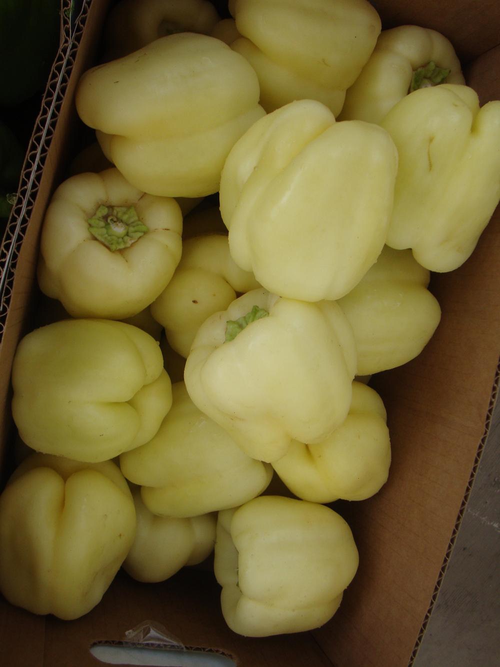Photo of Bell Pepper (Capsicum annuum 'White Cloud') uploaded by Paul2032
