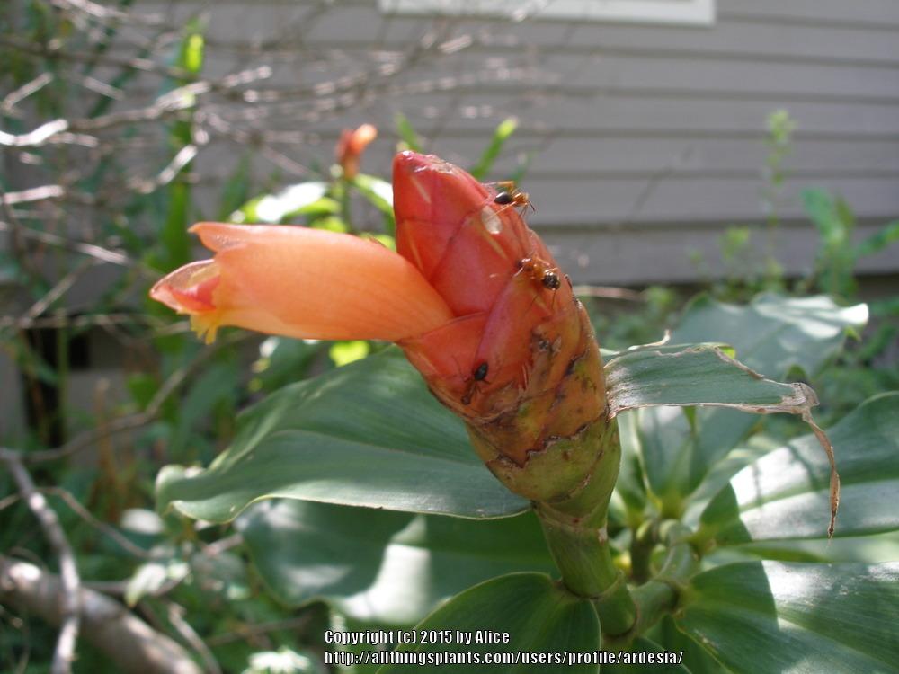 Photo of Indian Head Ginger (Costus spicatus) uploaded by ardesia