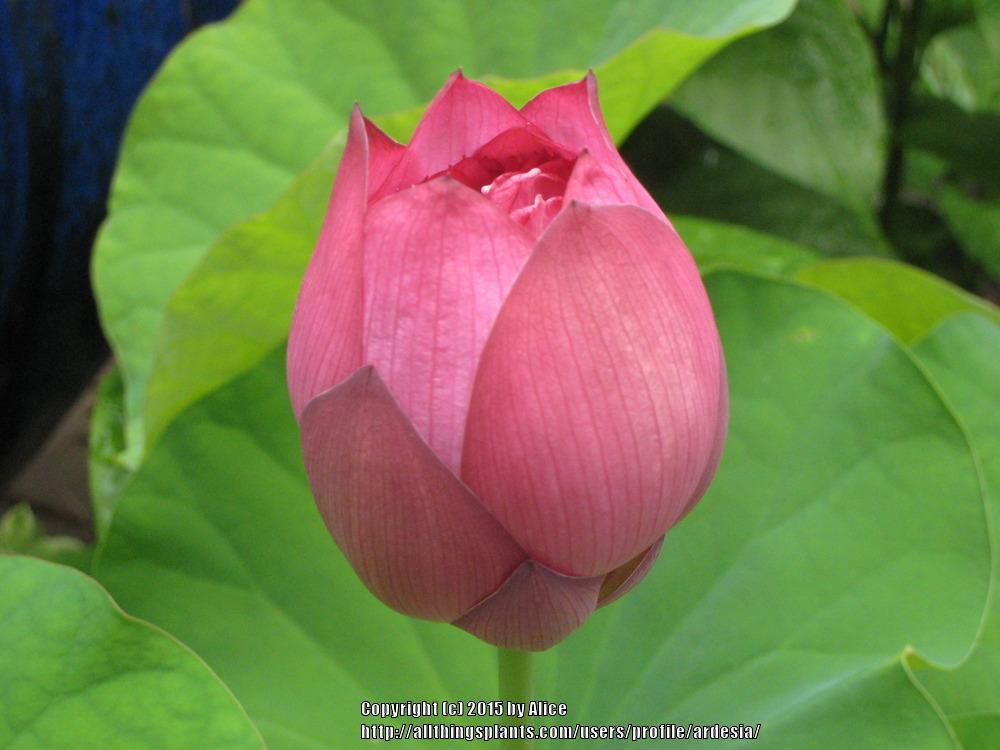 Photo of Sacred Lotus (Nelumbo 'Momo Botan') uploaded by ardesia
