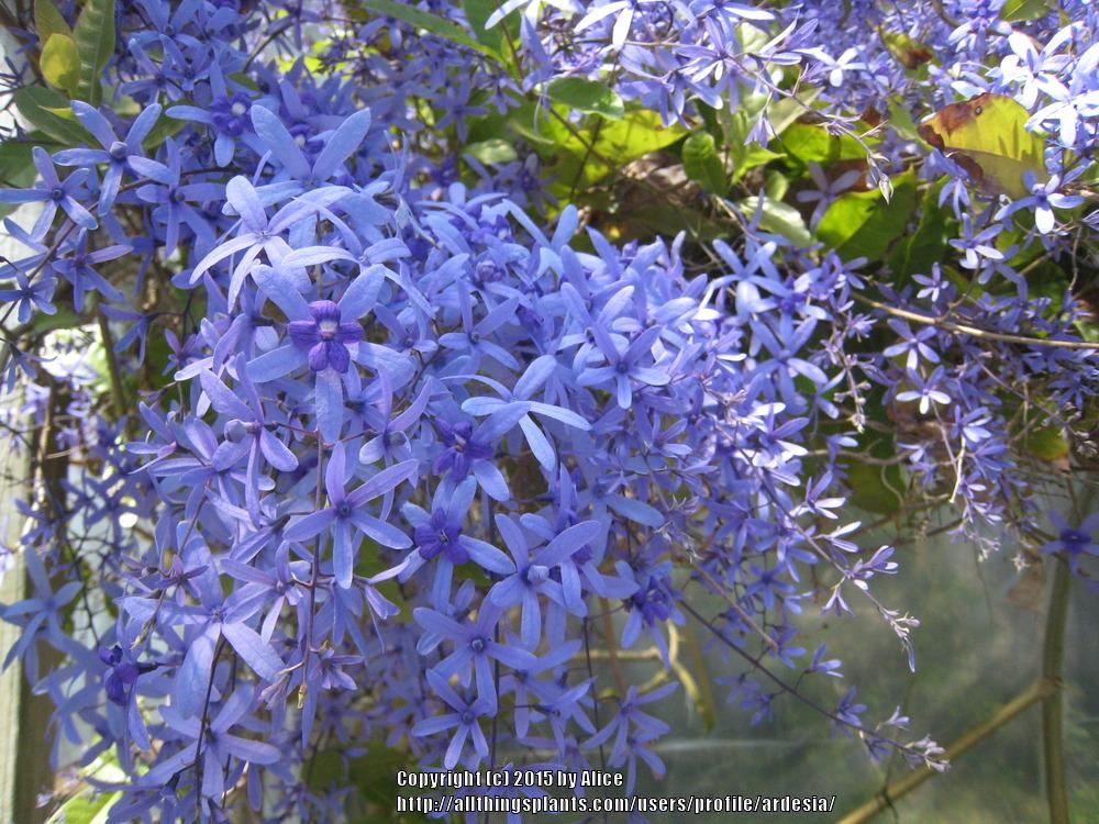 Photo of Queen's Wreath (Petrea volubilis) uploaded by ardesia