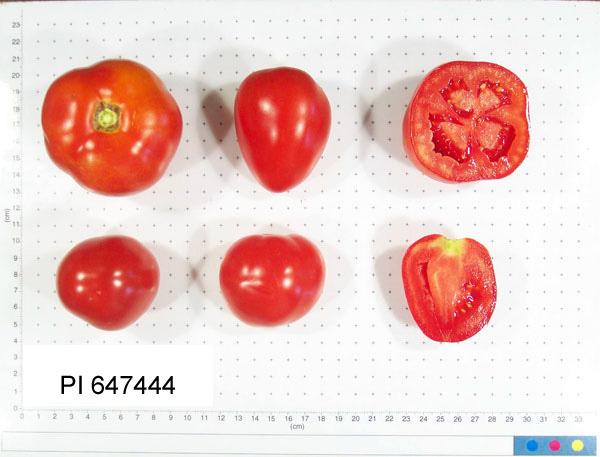 Photo of Tomato (Solanum lycopersicum 'Hongza No. 20') uploaded by admin