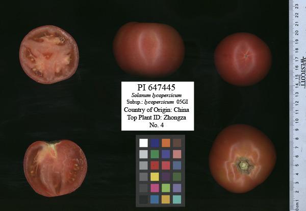 Photo of Tomato (Solanum lycopersicum 'Zhongza No. 4') uploaded by admin