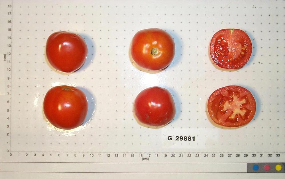 Photo of Tomato (Solanum lycopersicum 'Hongza No. 16') uploaded by admin