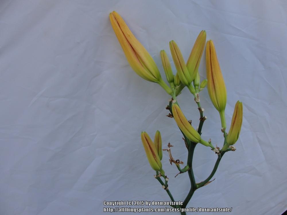 Photo of Daylily (Hemerocallis 'Mean Green') uploaded by dormantsrule
