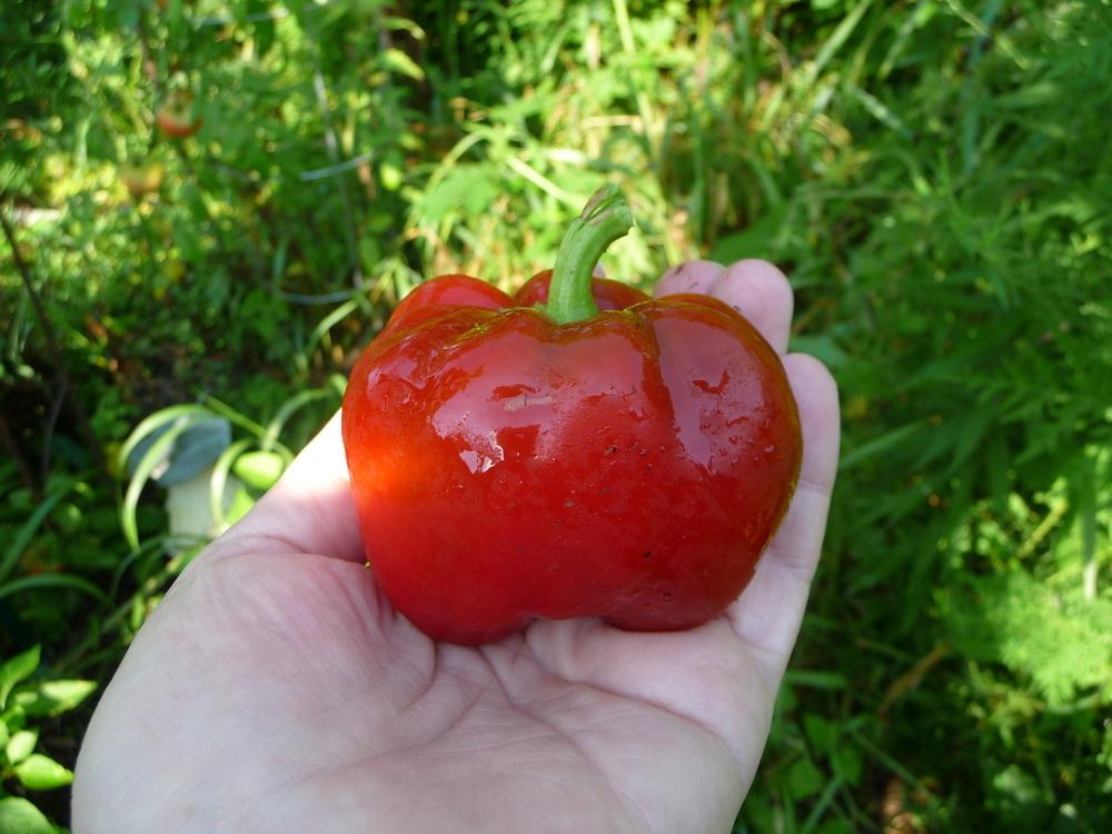 Photo of Sweet Bell Pepper (Capsicum annuum 'Cute Stuff Red') uploaded by gardengus