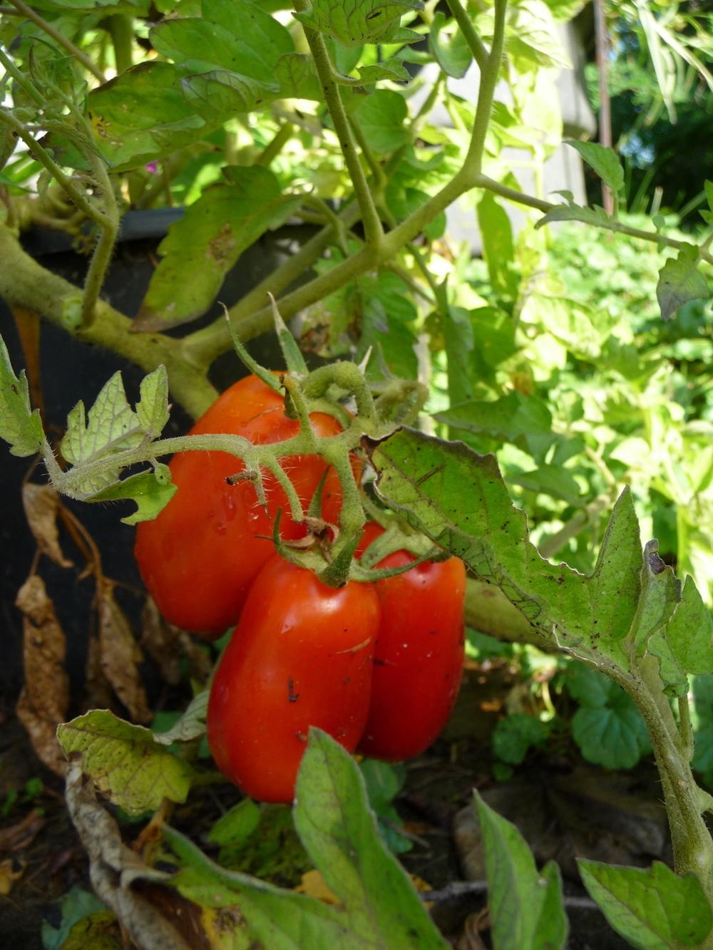 Photo of Tomato (Solanum lycopersicum 'San Marzano') uploaded by gardengus