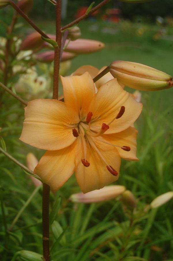 Photo of Lily (Lilium 'Pearl Stacey') uploaded by pixie62560